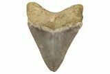 Serrated, Fossil Megalodon Tooth From Morocco - Rare Location #353015-1